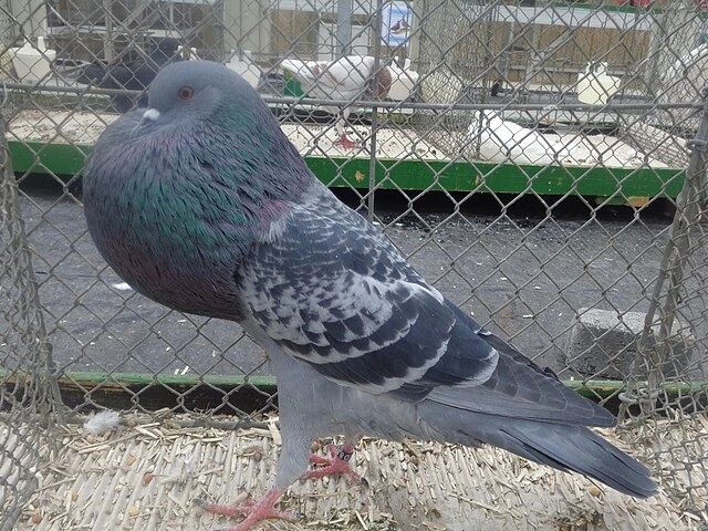 Artificial breed of common pigeon, this breed goes by the name of Pouter pigeon