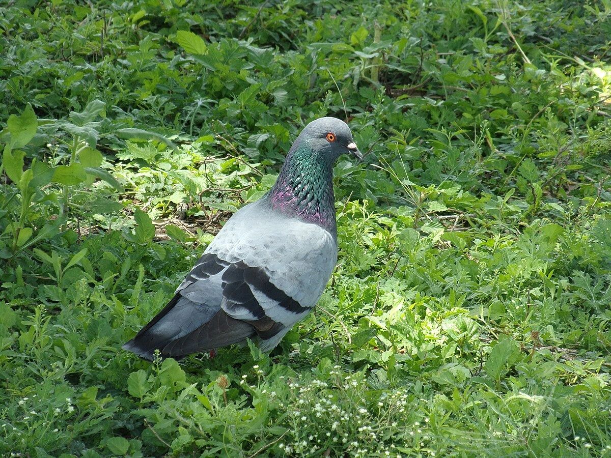 A common pigeon, also known as rock pigeon. For centuries it has been the object of  modification by breeders, who, through careful selection across generations have created “fancy pigeons”, artificial versions of the rock dove. Breeders strive for spectacular shapes and colors.