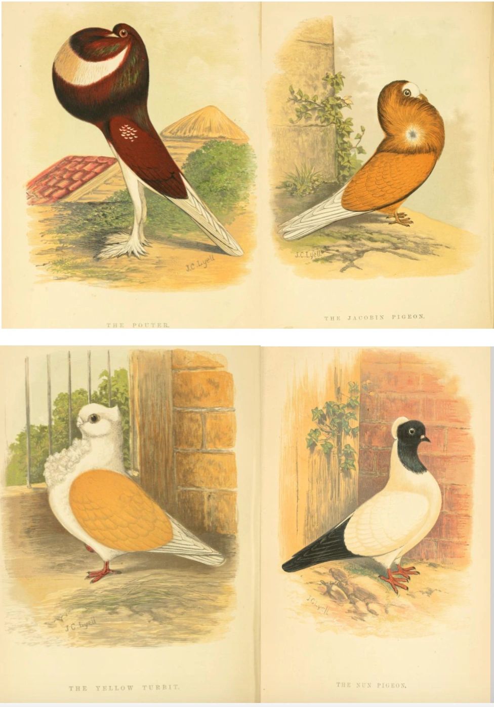 Drawings of different breeds of rock pigeon from a book published in 1887 [b] 